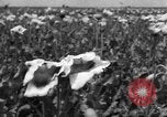 Image l'Ukraine civils l'Ukraine, 1943, de la seconde 34 séquences d'archives historiques vidéo 65675045844