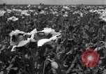 Image l'Ukraine civils l'Ukraine, 1943, de la seconde 35 séquences d'archives historiques vidéo 65675045844