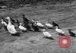 Image of Ukraine civilians Ukraine, 1943, second 39 stock footage video 65675045846