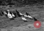Image of Ukraine civilians Ukraine, 1943, second 40 stock footage video 65675045846