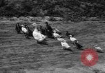 Image of Ukraine civilians Ukraine, 1943, second 41 stock footage video 65675045846