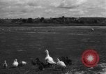 Image of Ukraine civilians Ukraine, 1943, second 45 stock footage video 65675045846