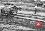Image of Ukraine civilians Ukraine, 1943, second 18 stock footage video 65675045848