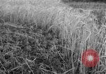 Standbild Ukraine Landwirte Ukraine, 1943, aus Sekunde 3 historischem Filmmaterial Videoclip 65675045849