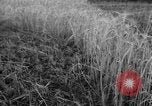 Standbild Ukraine Landwirte Ukraine, 1943, aus Sekunde 5 historischem Filmmaterial Videoclip 65675045849