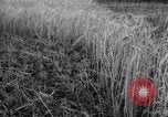 Standbild Ukraine Landwirte Ukraine, 1943, aus Sekunde 6 historischem Filmmaterial Videoclip 65675045849