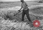 Standbild Ukraine Landwirte Ukraine, 1943, aus Sekunde 15 historischem Filmmaterial Videoclip 65675045849