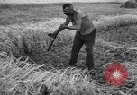 Standbild Ukraine Landwirte Ukraine, 1943, aus Sekunde 16 historischem Filmmaterial Videoclip 65675045849