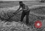 Standbild Ukraine Landwirte Ukraine, 1943, aus Sekunde 19 historischem Filmmaterial Videoclip 65675045849
