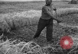 Standbild Ukraine Landwirte Ukraine, 1943, aus Sekunde 20 historischem Filmmaterial Videoclip 65675045849