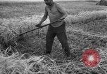Standbild Ukraine Landwirte Ukraine, 1943, aus Sekunde 21 historischem Filmmaterial Videoclip 65675045849