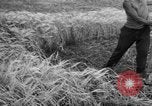 Standbild Ukraine Landwirte Ukraine, 1943, aus Sekunde 22 historischem Filmmaterial Videoclip 65675045849