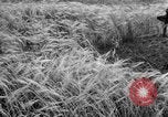 Standbild Ukraine Landwirte Ukraine, 1943, aus Sekunde 23 historischem Filmmaterial Videoclip 65675045849