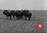 Image of Ukraine civilians Ukraine, 1943, second 25 stock footage video 65675045861