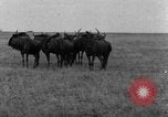 Image of Ukraine civilians Ukraine, 1943, second 26 stock footage video 65675045861