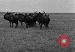 Image of Ukraine civilians Ukraine, 1943, second 28 stock footage video 65675045861