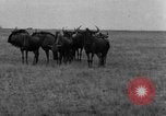 Image of Ukraine civilians Ukraine, 1943, second 29 stock footage video 65675045861