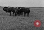 Image of Ukraine civilians Ukraine, 1943, second 30 stock footage video 65675045861