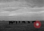 Image of Ukraine civilians Ukraine, 1943, second 42 stock footage video 65675045861