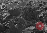 Image of Ukraine civilians Ukraine, 1943, second 1 stock footage video 65675045864