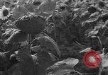 Image of Ukraine civilians Ukraine, 1943, second 4 stock footage video 65675045864