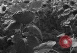 Image of Ukraine civilians Ukraine, 1943, second 5 stock footage video 65675045864