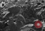 Image of Ukraine civilians Ukraine, 1943, second 6 stock footage video 65675045864