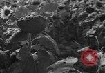 Image of Ukraine civilians Ukraine, 1943, second 7 stock footage video 65675045864