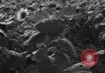 Image of Ukraine civilians Ukraine, 1943, second 8 stock footage video 65675045864