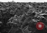 Image of Ukraine civilians Ukraine, 1943, second 10 stock footage video 65675045864