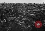 Image of Ukraine civilians Ukraine, 1943, second 12 stock footage video 65675045864