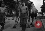 Image of German soldiers Ukraine, 1943, second 33 stock footage video 65675045866