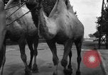 Image of German soldiers Ukraine, 1943, second 36 stock footage video 65675045866