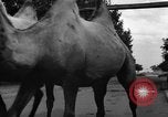 Image of German soldiers Ukraine, 1943, second 37 stock footage video 65675045866