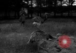 Image of Ukraine countryside Ukraine, 1943, second 8 stock footage video 65675045867