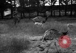 Image of Ukraine countryside Ukraine, 1943, second 10 stock footage video 65675045867