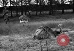Image of Ukraine countryside Ukraine, 1943, second 14 stock footage video 65675045867