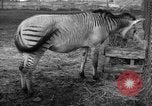 Image of Ukraine countryside Ukraine, 1943, second 62 stock footage video 65675045867