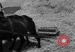 Image of Ukraine civilians Ukraine, 1943, second 12 stock footage video 65675045868