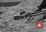 Image of Ukraine civilians Ukraine, 1943, second 20 stock footage video 65675045868