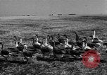 Image of Ukraine civilians Ukraine, 1943, second 13 stock footage video 65675045869