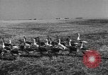 Image of Ukraine civilians Ukraine, 1943, second 15 stock footage video 65675045869