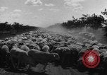 Image of Ukraine civilians Ukraine, 1943, second 34 stock footage video 65675045869