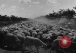 Image of Ukraine civilians Ukraine, 1943, second 36 stock footage video 65675045869
