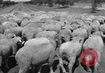 Image of Ukraine civilians Ukraine, 1943, second 41 stock footage video 65675045869