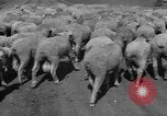 Image of Ukraine civilians Ukraine, 1943, second 42 stock footage video 65675045869