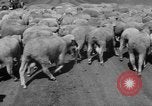 Image of Ukraine civilians Ukraine, 1943, second 43 stock footage video 65675045869