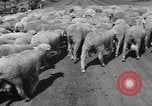 Image of Ukraine civilians Ukraine, 1943, second 44 stock footage video 65675045869