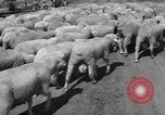 Image of Ukraine civilians Ukraine, 1943, second 45 stock footage video 65675045869