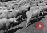 Image of Ukraine civilians Ukraine, 1943, second 46 stock footage video 65675045869
